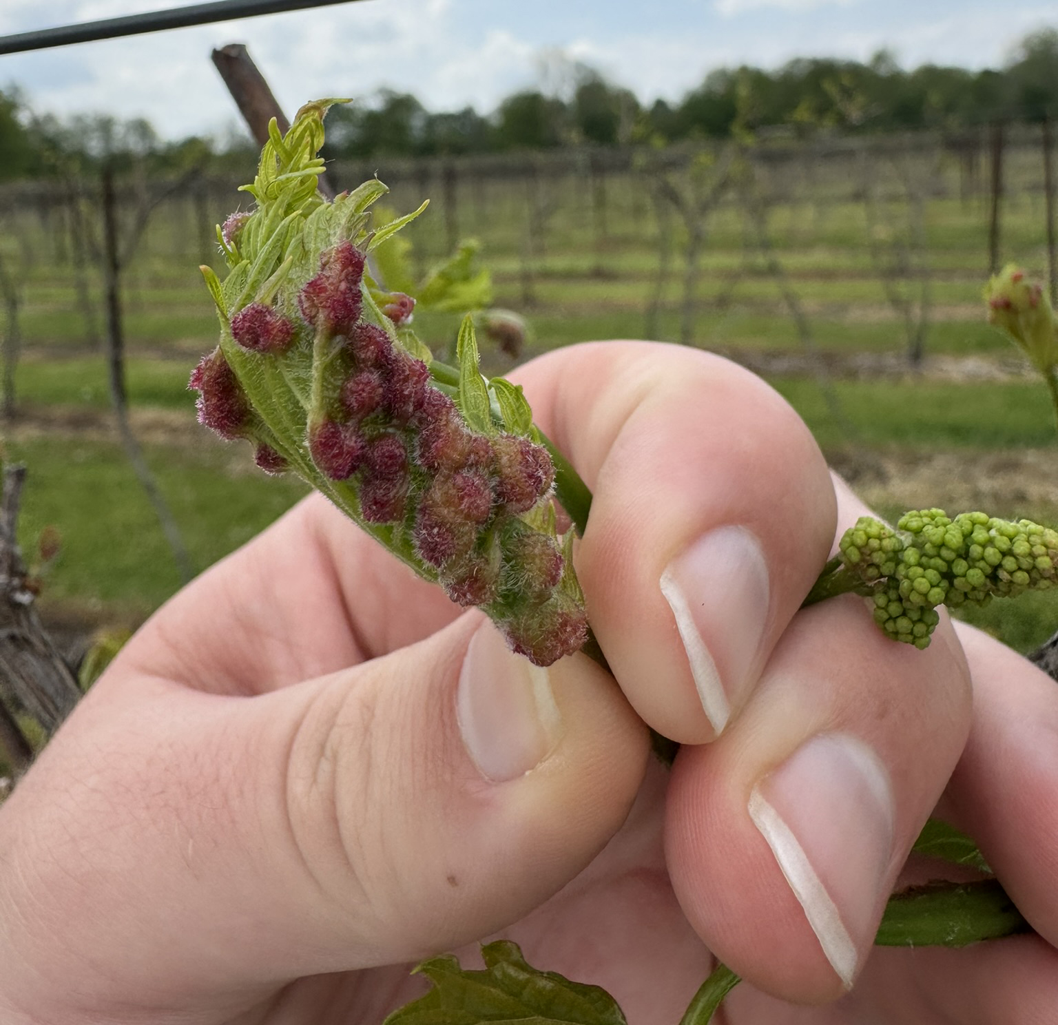 Marquette grapevine showing tumid gallmaker galls.